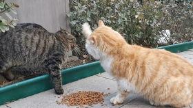 流浪猫爆料视频大全,揭秘视频大全背后的感人故事 第2张 流浪猫爆料视频大全,揭秘视频大全背后的感人故事 第2张